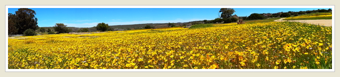 Bokkeveld daisies